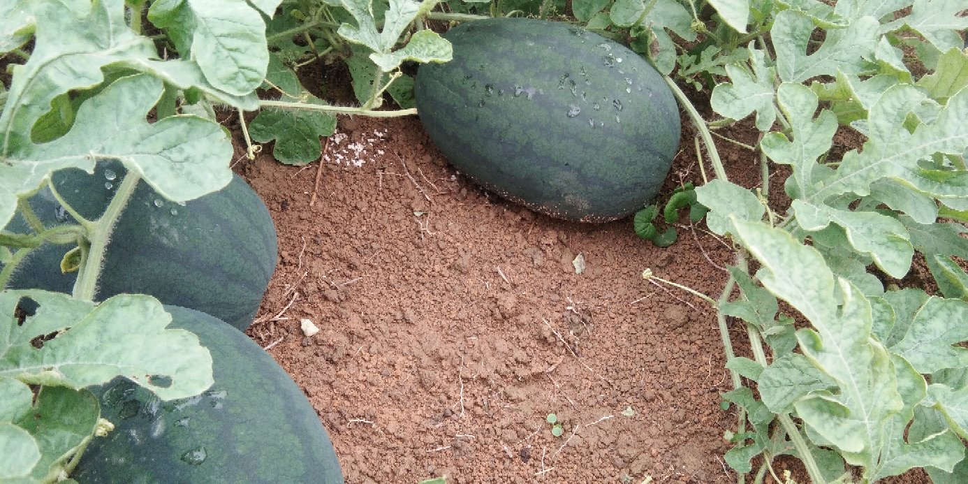 黑美人西瓜110成熟果实特写