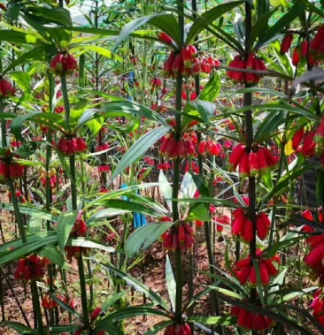 黄精苗滇黄精苗红花滇黄精包技术包回收