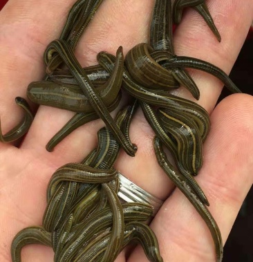 日本医蛭日本医蛭苗日本医蛭种日本医蛭种苗水蛭