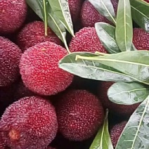东魁杨梅