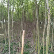 丝棉木