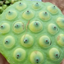 高品质莲蓬