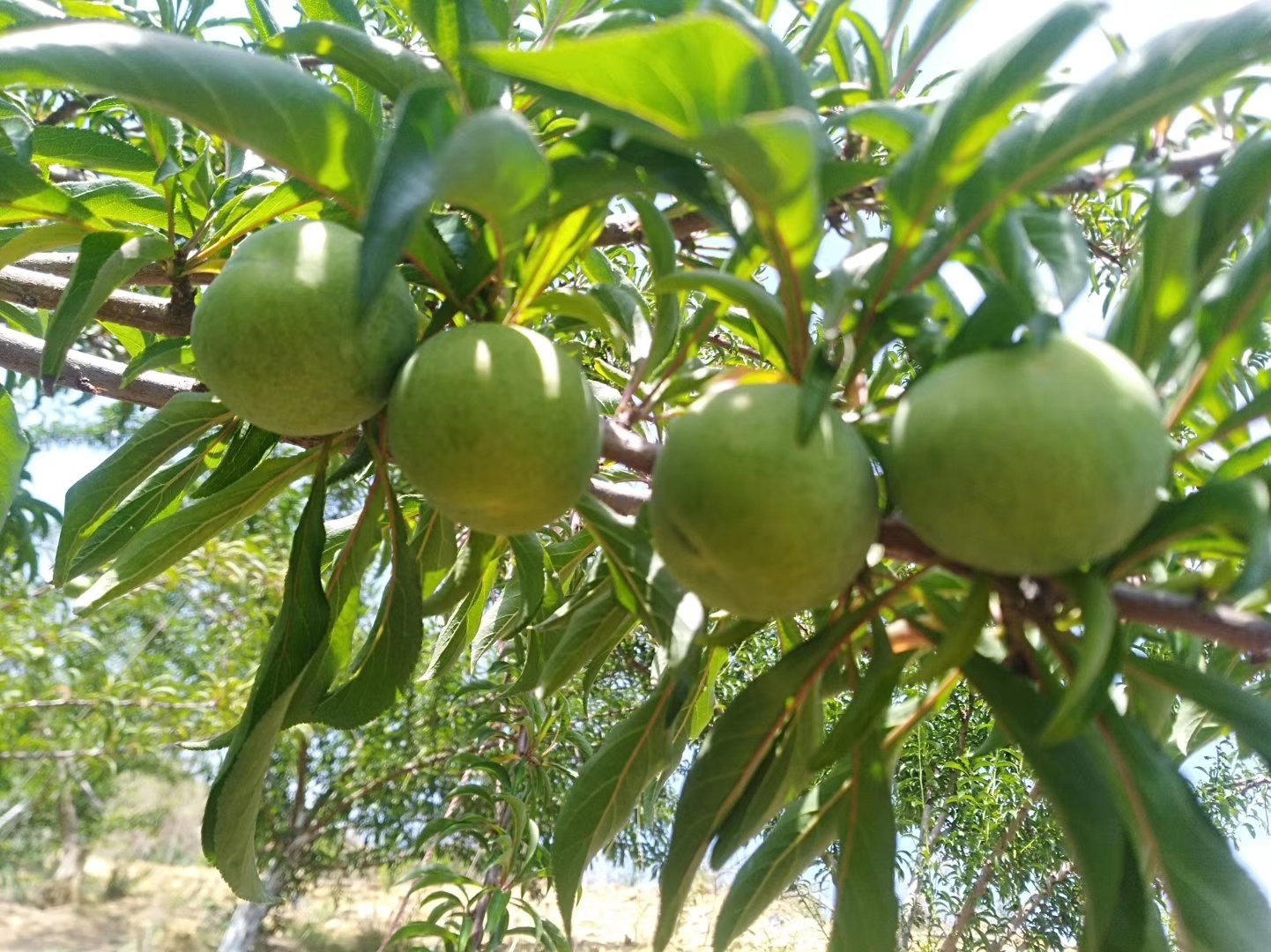 蜂糖李春季萌芽与初花特写
