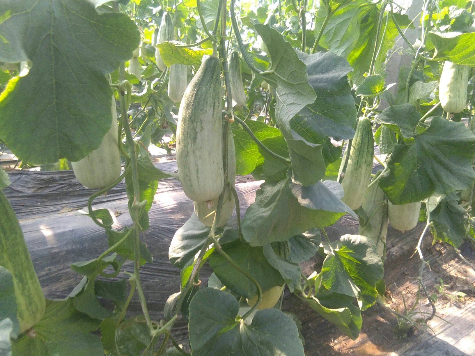 雌雄花结构对比图