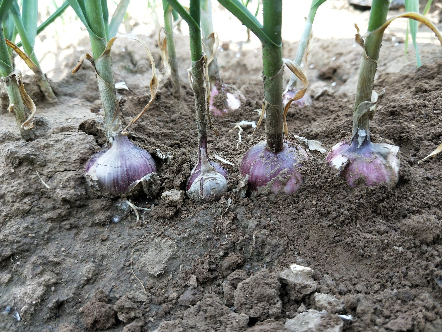 云南高山生态种植基地航拍:紫皮独头蒜标准化种植场景,展现洁净产地环境、科学覆膜技术与品种原生状态,强化‘源头可控、品质可信’信任背书 产地实拍:云南高山生态蒜田航拍视角,梯田错落,紫皮独头蒜植株整齐挺立,叶片青翠泛灰白蜡粉,地面覆黑色可降解地膜,远处云雾缭绕山峦