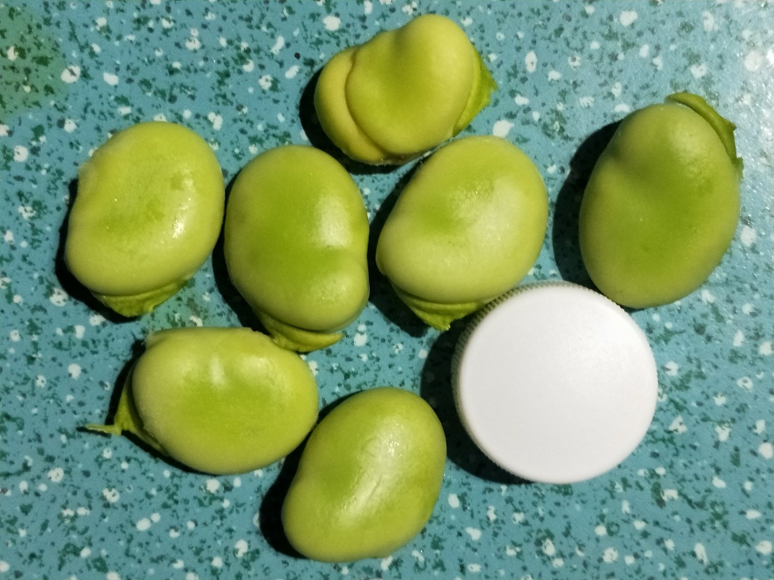 一张展示蚕豆横切面与主要营养成分标注的科学插图,包括蛋白质、膳食纤维、维生素B族、植物雌激素(异黄酮)等成分分布示意图,背景为淡绿色实验室风格 蚕豆营养成分结构图