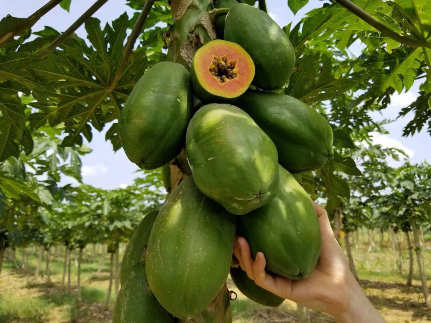 木瓜植株整体图