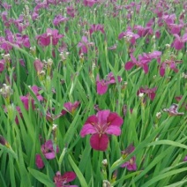 水生植物鸢尾