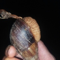野生蜗牛色彩斑斓肉体鲜嫩