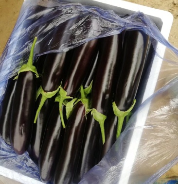 烧烤长茄,细长布利塔长茄各种品种大量上市,集中供应