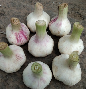 精品扒皮大蒜毛蒜海量上市中需要的赶快下单