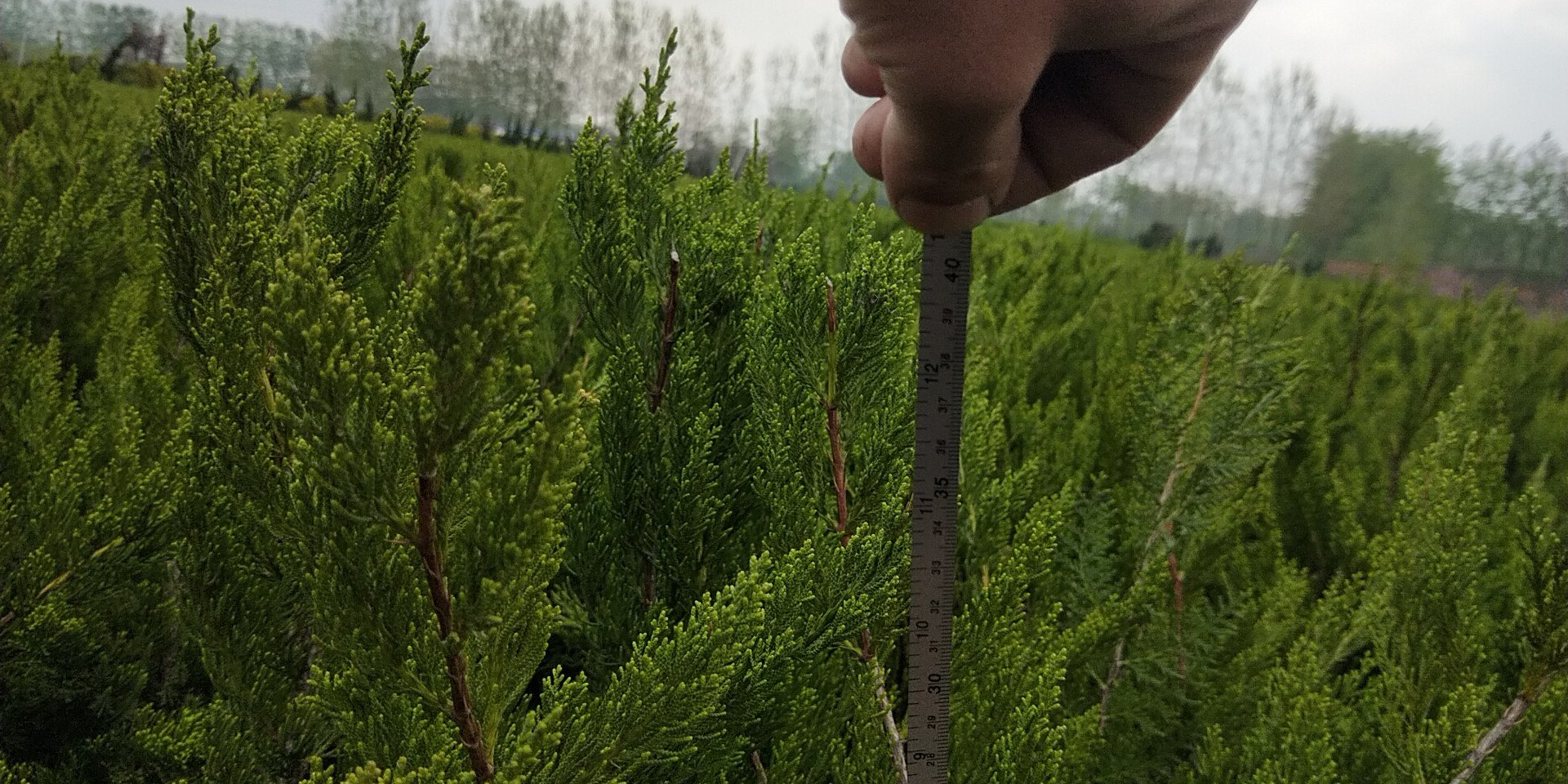 侧柏胸径测量示意图