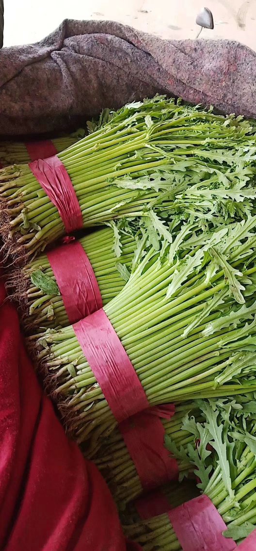 [茼蒿批发]精品光杆茼蒿大量上市中专供超市价格1.00元/斤 - 一亩田