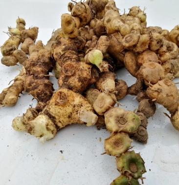 野生滇黄精红花滇黄精姜型黄精