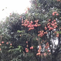 荔枝白糖罂来场地拿