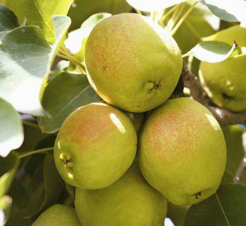 挑选新鲜青皮梨的过程