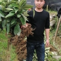 布福娜挂果苗