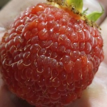 树莓
