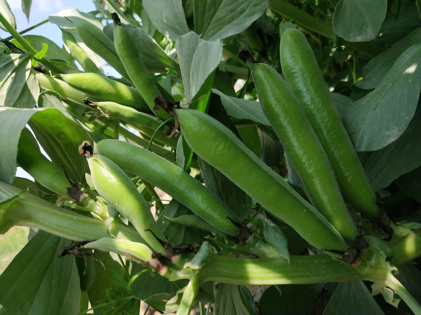 蚕豆植株开花结荚特写