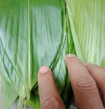 [竹笋批发]河南粽叶子笋叶高山新鲜现摘现发大叶子鲜叶现摘现发价格10