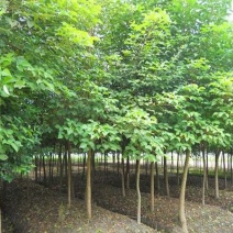 常年批发供应山乌桕价格优惠，沭阳山乌桕基地现货待售