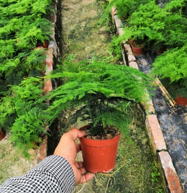 [文竹批发]漳州铁杆文竹110#价格4.20元/棵 - 一亩田