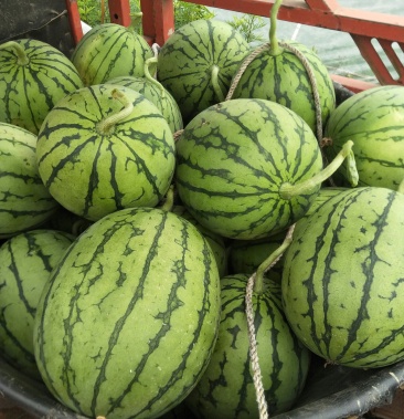 [西瓜批发]口口脆西瓜价格2.60元/斤 - 一亩田