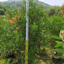 美花红千层红千层高1.5米福建漳州闽景园艺