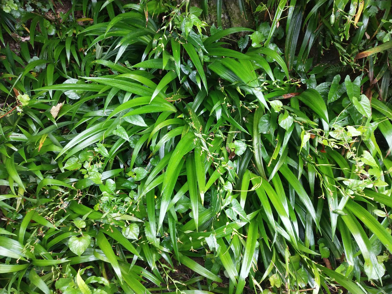 百合草的植物形态