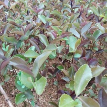 油茶苗