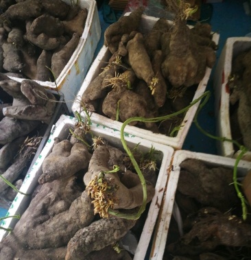 大量供应白色脚板薯支持一件代发