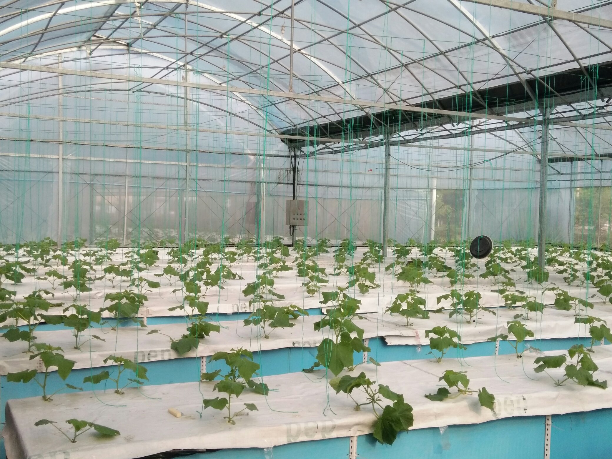 小黄瓜不同品种对比