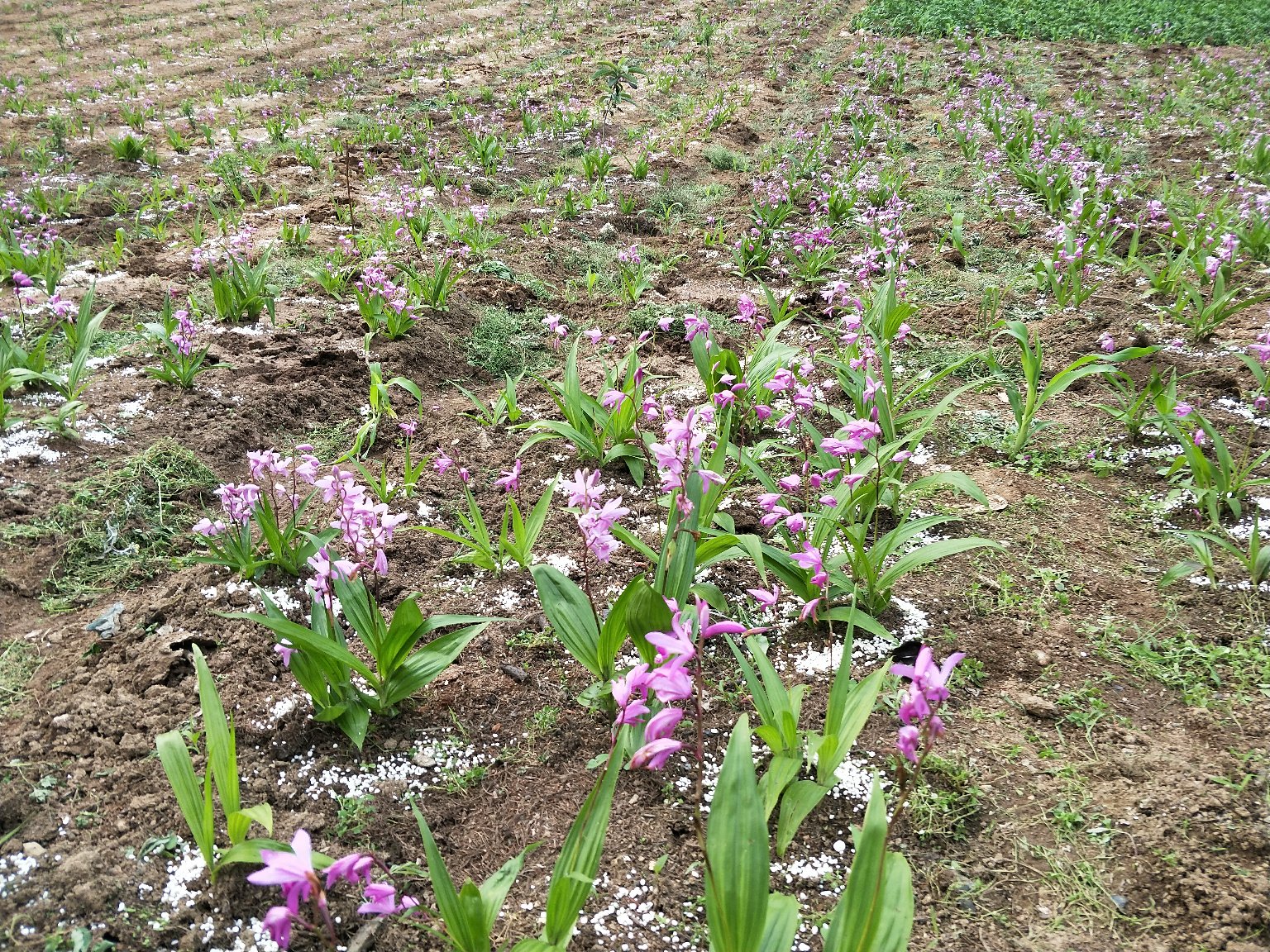 [白芨批发]贵州毕节大方县白芨 100.00元/斤白芨 _ 一亩田