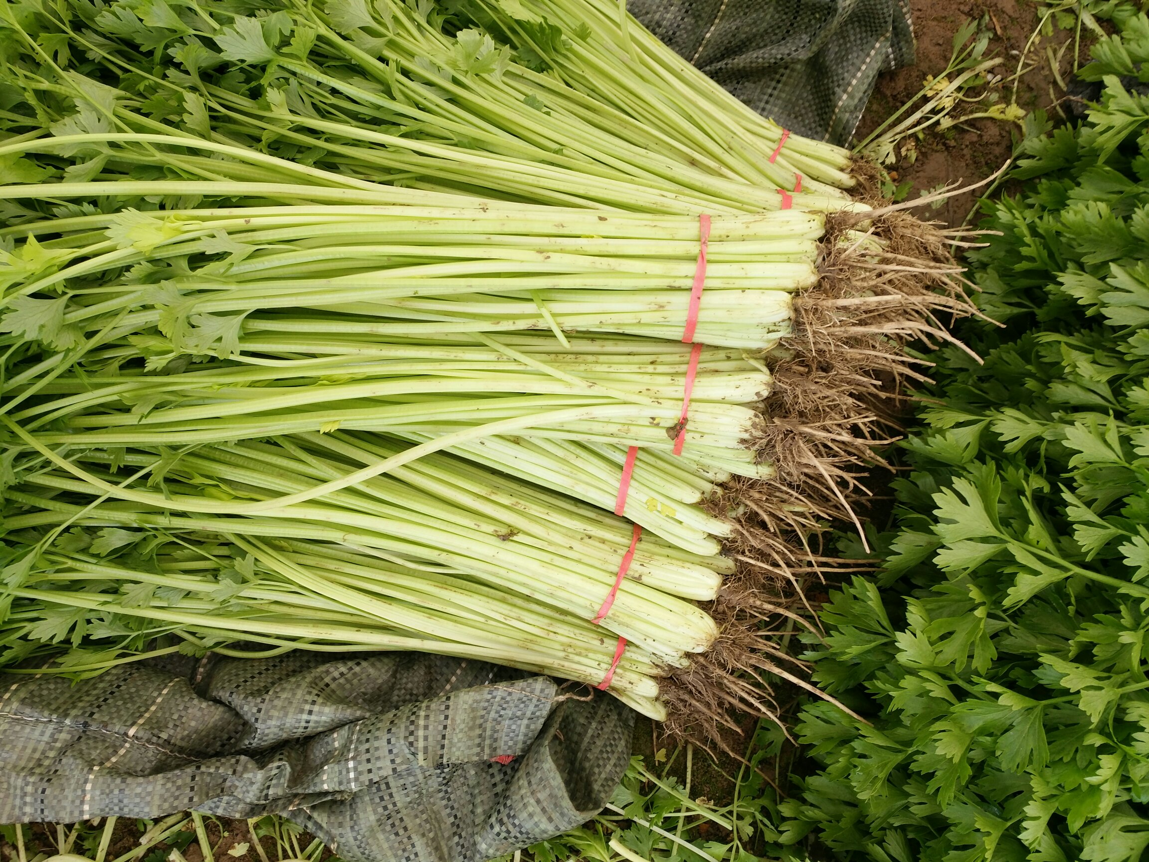 市场摊位上摆放的新鲜山竹与山芹组合陈列