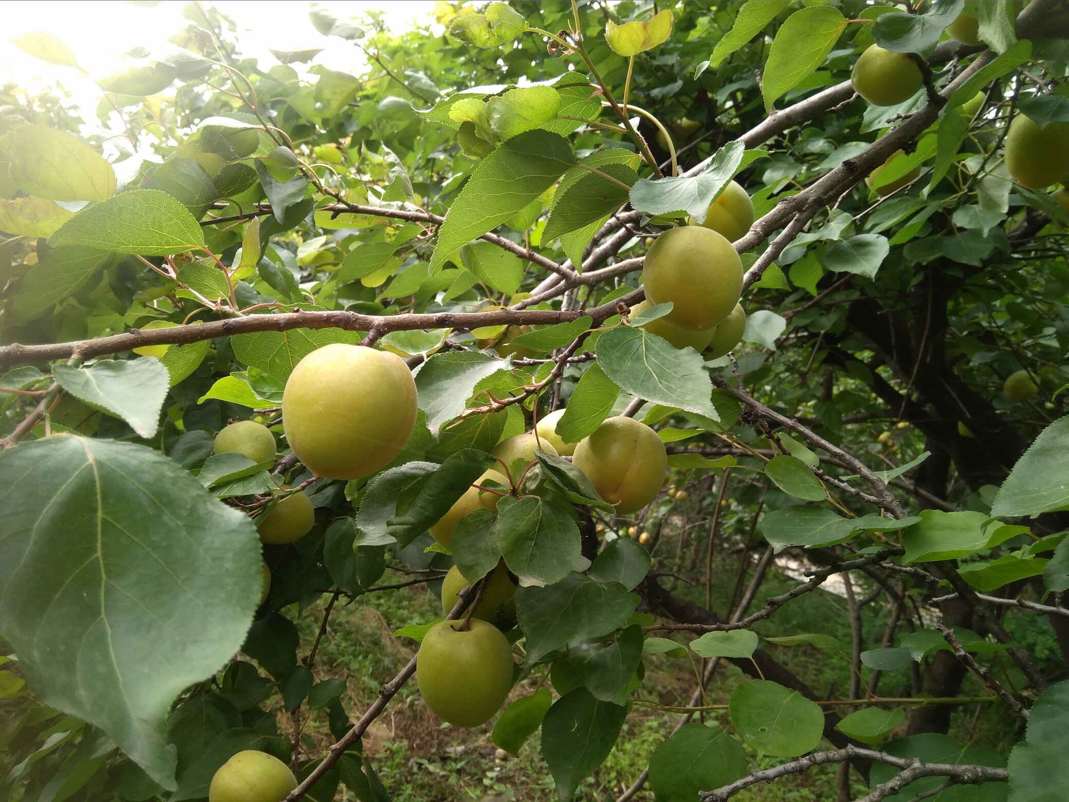 冬季防护中的金太阳杏幼树,主干用稻草包裹并用麻绳捆扎,根颈部堆有圆形土堆,背景显示整齐排列的树体,天空灰白,地面微雪,体现寒冷气候下的果园管理实景 冬季金太阳杏园防寒保护措施示意图
