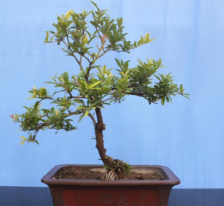 图片说明:新鲜的番石榴叶,叶片呈椭圆形,颜色翠绿,表面光滑 番石榴叶特写