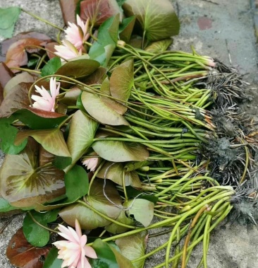 [睡莲种苗批发]睡莲苗 蓝色妖姬睡莲精品 迷你睡莲价格5.