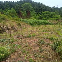 四川达州市陈家乡金山千亩山地召商中