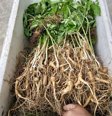 [野山参批发]纯籽货 山参18年价格30.00元/棵 - 一亩田