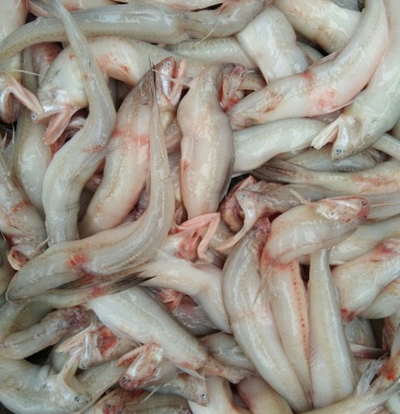 [龙头鱼批发]龙头鱼,冰鲜价格5.00元/斤 - 一亩田