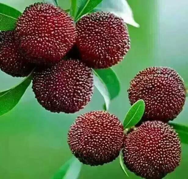 东魁杨梅成熟果实