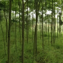 栾树