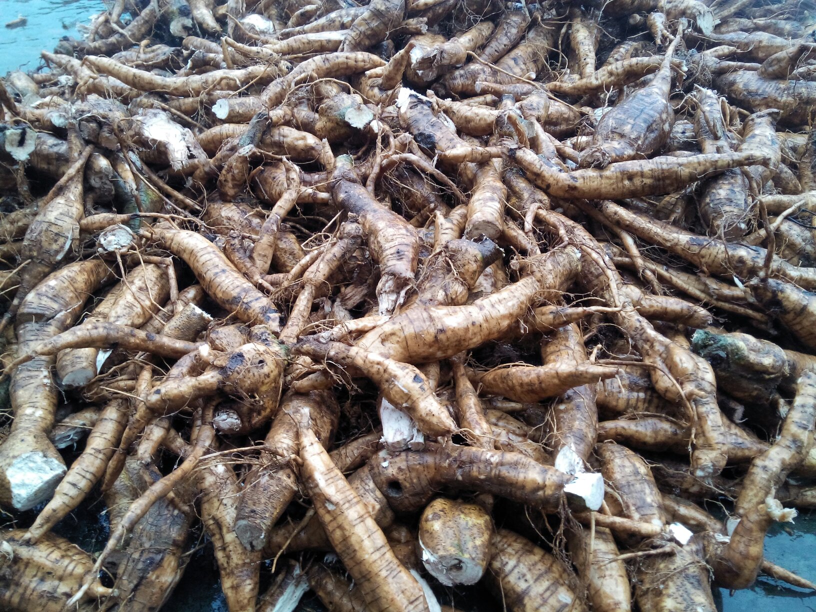黄芩根部采收现场,工人正在挖掘成熟的黄芩根茎,根系完整,色泽鲜黄 黄芩根部采收图