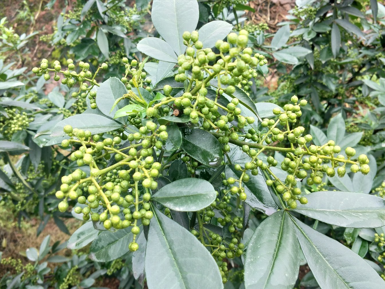 图中展示了烟青虫蛀食尖椒果实造成的虫孔及幼虫形态 烟青虫危害图