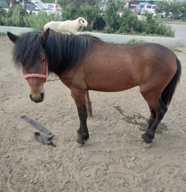 出售德保矮马,设特兰矮马,儿童骑乘马,成人骑乘马,迷你马