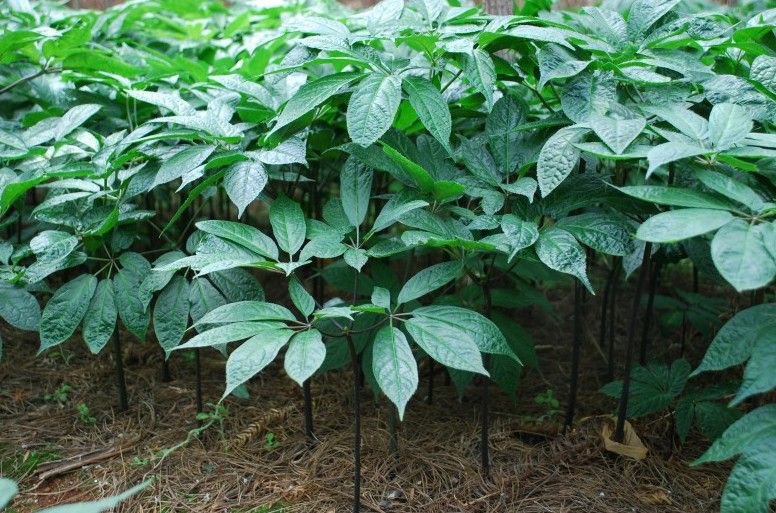 肉苁蓉锁阳黑玛卡组合图