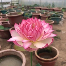 盆栽荷花