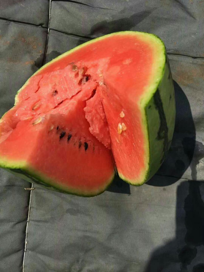 潍坊西瓜全美2k西瓜蒋氏精品西瓜 大量供应,一手货源