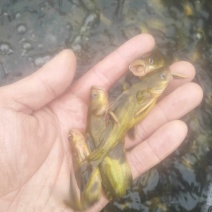 黄辣丁黄骨鱼苗支持全国发货量大送货上门