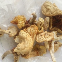 野生白油蘑